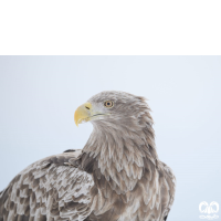 گونه عقاب دریایی دم سفید White tailed Eagle